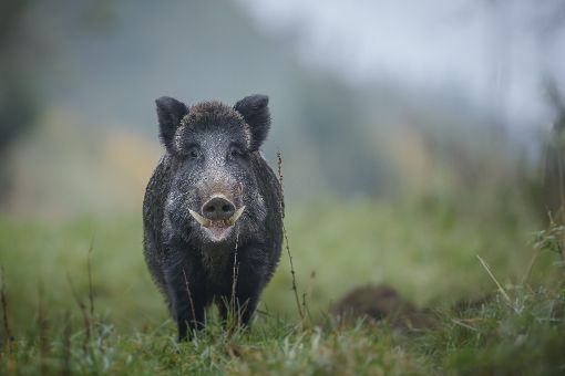 Wildschweine hinterlassen nicht nur in der Raumschaft Triberg Verwüstung. (Symbolfoto) Foto: ©natureimmortal/Fotolia.com
