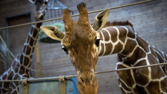 Online-Petition für Zooschließung