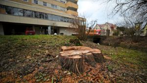 Der gestützte Weidenbusch an der Pontarlierstraße  ist für eine Anwohnerin der Stein des Anstoßes, um die Maßnahmen der Stadt rund um den Villinger Sägebach zu hinterfragen. Foto: Marc Eich