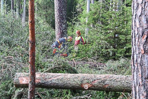 Der Löffinger Stadtwald soll  einen satten Gewinn von 830 000 Euro erwirtschaften.  Foto: Bächle Foto: Schwarzwälder-Bote