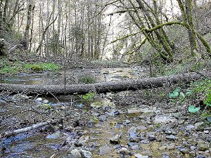 Momentan hat die Gauchach etwas wenig Wasser,  und die Äste sind noch kahl. Umgestürzte Bäume bleiben im Wasser liegen, sie werden vom nächsten Hochwasser mitgeschwemmt. Foto: Schwarzwälder-Bote