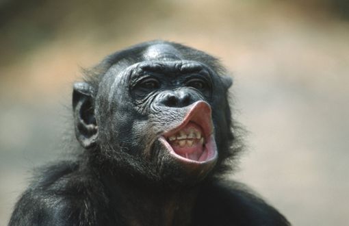 Ein Bonobo bleckt die Zähne. Foto: Imago/Blickwinkel