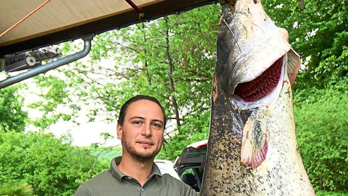 Rekordfang: Angler hat 67 Kilo-Wels an Haken