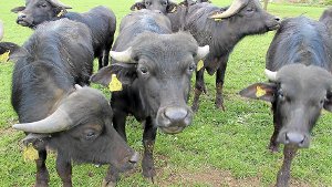 Fleisch-Besonderheiten von Büffel bis Strauß