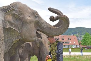 Marlon Zinnecker hat Leckereien mit auf die Elefantenweide gebracht. Da muss er Leika, Limara und Seila nicht lange bitten.   Foto: Michel