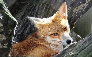 Gern gesehener Gast und zunehmende Plage? Der Fuchs  bewegt nicht nur im Forstamt die Gemüter. Foto: Roessler
