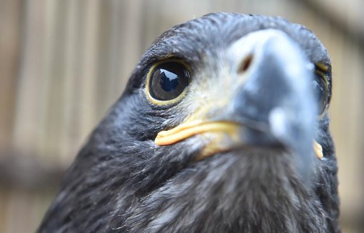 Die Tierrechtsschutzorganisation Peta kritisiert weiterhin den in Triberg geplanten Greifvogelpark. Foto: Deck