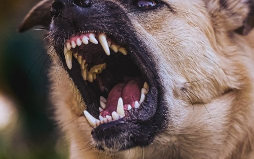 Ein streunender Hund hat ein Kind angegriffen und gebissen. (Symbolfoto) Foto: Alexa/Pixabay