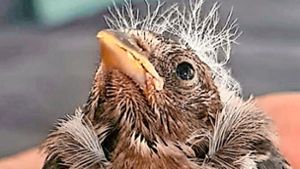 Tierpflege in Sulz: Wie werden verletzte Jungvögel gut versorgt?