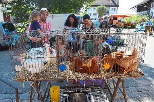 Auf dem Sinkinger Taubenmarkt werden neben Tauben, Hasen und Meerschweinchen auch Hühner angeboten. Einer der Verkäufer ist dabei der Vereinsvorsitzende Claus Zoch.  Fotos: Bantle Foto: Schwarzwälder-Bote