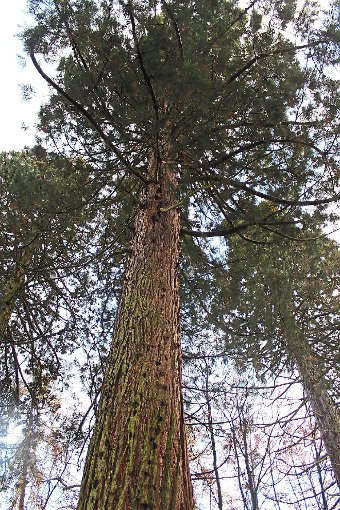 Mehr als 40 Meter hoch sind die Sulzer Mammutbäume in 150 Jahren gewachsen. Vom Liegestuhl aus kann deren Größe genossen werden (unten).  Fotos: Steinmetz Foto: Schwarzwälder-Bote
