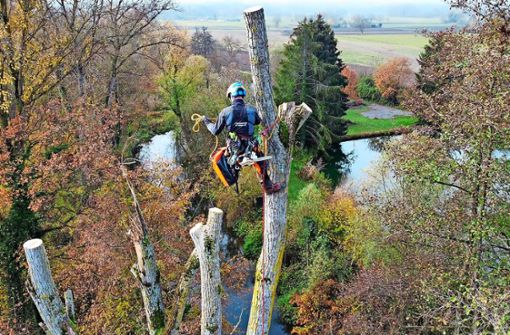 Bis zu 55 Meter hohe Bäume sind der Arbeitsplatz von Frank Walter, der beim Waldservice Ortenau als Baumpfleger und Baumkletterer arbeitet. Foto: privat