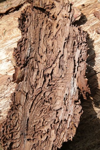 Hier besonders gut zu sehen: Der Fraß im Holz durch den Borkenkäfer. Foto: Veranstalter Foto: Schwarzwälder-Bote