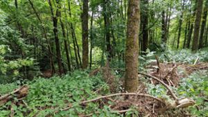 Brigachtaler Wald: Weshalb sich die Gemeinderäte über das Ergebnis freuen