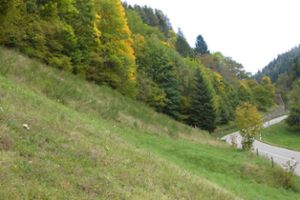 Blick auf die Versuchsfläche im Reichenbachtal, die mit einem Hangmähgerät gemäht und gemulcht wurde. Oberhalb der Fläche breiten sich Ginster und andere Pfriemen ungebremst aus. Foto: Dorn