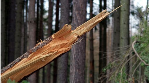 Die Hechinger Privatwälder sind von Sturmholz  betroffen. (Symbolbild) Foto: Pixabay/Arcaion