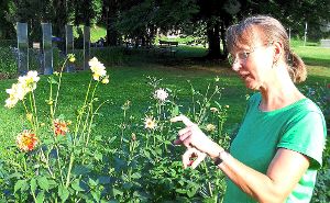 Die Faszination des Dahliengartens kann Dorothea Müller vermitteln  und sucht Mitstreiter für die Zeit nach der Gartenschau. Foto: Gegenheimer Foto: Schwarzwälder-Bote