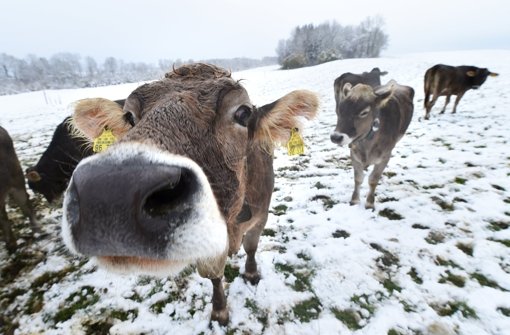 Das Wetter macht den Kühen nichts aus: Jungvieh steht am Donnerstag bei Ratzenried (Baden-Württemberg) auf einer mit Schnee bedeckten Weide. Über Nacht ist im Allgäu der erste Schnee in diesem Herbst gefallen. Foto: dpa