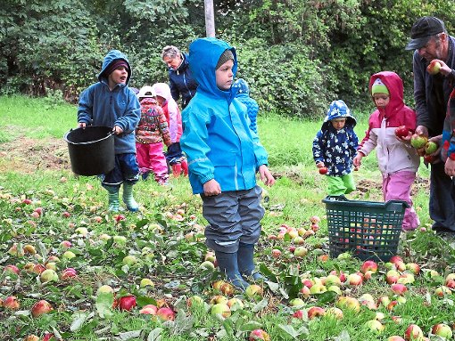 Emsig sammelten die Mädchen und Jungen des Kindergarten Kapfenhardt die Äpfel für das Mostfest am  Samstag auf.  Foto: Stocker Foto: Schwarzwälder-Bote