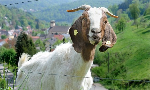 Rexingen ist für seine Ziegen bekannt. Doch das Dorf hat noch viel mehr zu bieten. Foto: Hopp Foto: Schwarzwälder-Bote