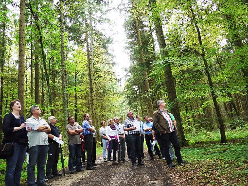 Der Laubwald dominiert im Gemeindewald Straßberg, wo sich der Gemeinderat am Montag Abend zusammen mit dem neuen Bürgermeister Markus Zeiser umgesehen hat – das Forstamt muss deshalb regulierend eingreifen. Foto: Eyrich Foto: Schwarzwälder-Bote