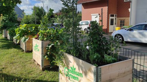 Diese Pflanzkästen „Gemeinsam Gärtnern“ mit Gemüse und Kräutern stehen seit dem Frühjahr auf dem Spielplatz Kleines Eschle in Schwenningen. Foto: Gemeinsam Gärtnern/Ulm
