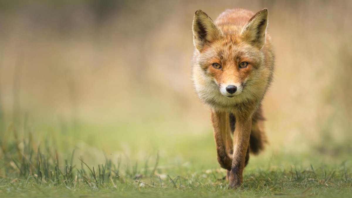 Mehrere Tiere unterwegs?: Fuchs geht um in Bisingen - Jagd nur mit Erlaubnis