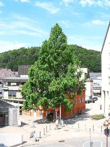 Der  imposante  Baum am  Wohnhäusle  wird  die  Erstellung des  Neubaus wohl kaum überleben.   Foto: Hofmann Foto: Schwarzwälder-Bote