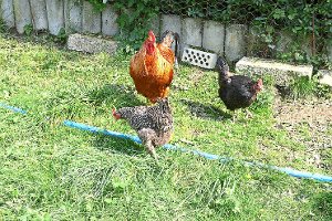 Auch für diesen stattlichen Hahn und seine Hennen in Geislingen bedeutet die landesweite Stallpflicht für Geflügel, dass sie bis auf weiteres nicht mehr an die frische Luft dürfen – ein sinnvoller Schutz gegen das gefährliche Virus H5N8. Foto: Schnurr