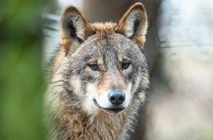 Hunderte Kilometer legen Wölfe auf ihren Wanderungen zurück. Foto: Thissen