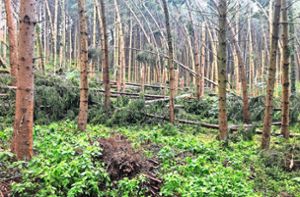 Waldschäden in Heselwangen nach dem Unwetter Foto: Jetter