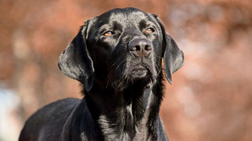 So sieht er aus – bei dem entlaufenen Hund, der im Schwenninger Dickenhardt gesichtet wurde, könnte es sich um einen schwarzen Labrador handeln. Foto: Pixabay/Rebecca Scholz