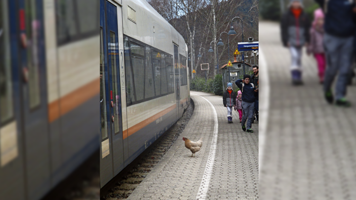Huhn wartet am Bahnhof Schiltach-Mitte