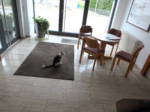 Diese Katze hat sich ins Zimmerner Rathaus geschlichen.   Foto: Romy Kühn Foto: Schwarzwälder-Bote