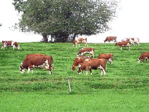 Vorderwälderrinder liefern Milch und Fleisch. Sie  leisten durch den Weidebetrieb einen wesentlichen Beitrag zur Offenhaltung der Landschaft in Hanglagen.   Foto: Vaas Foto: Schwarzwälder-Bote