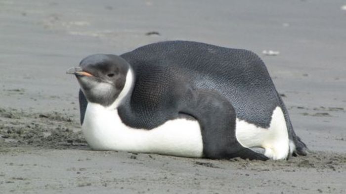 Verirrter Pinguin übersteht OP