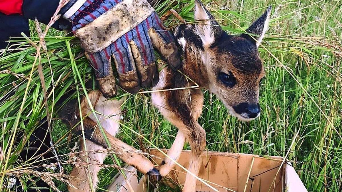 Rehkitze im Schwarzwald-Baar-Kreis: So retten Jäger Rehe vor der Verstümmelung