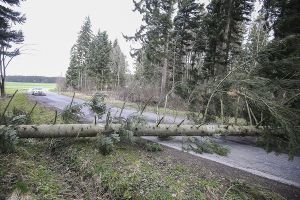Sturmtief Niklas hat diese Woche über Deutschland gewütet. Einen Überblick über die Schäden in der Region gibt es in unserer Bildergalerie  Foto: Eich