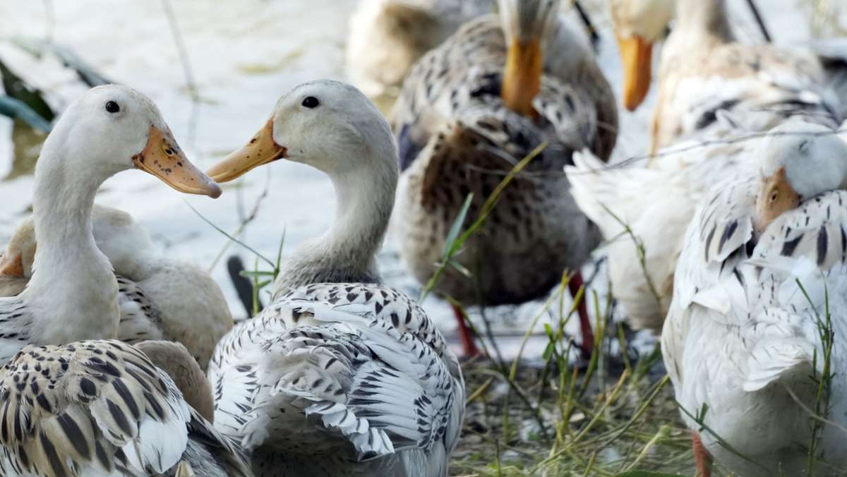 Freiburger Wissenschaftler erklärt: Wie gefährlich ist die Vogelgrippe?