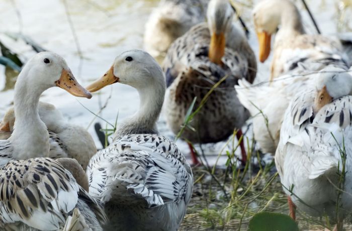 Freiburger Wissenschaftler erklärt: Wie gefährlich ist die Vogelgrippe?