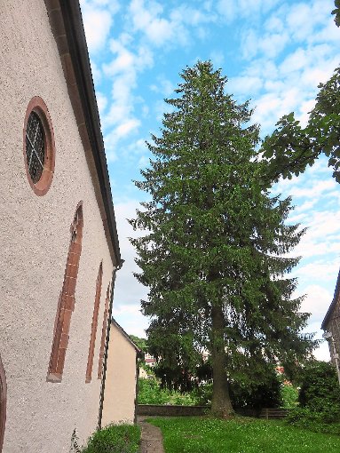 In Dornstetten wurde der Auftrag für das Baumkataster neu vergeben. Foto: Günther Foto: Schwarzwälder-Bote