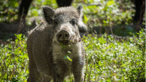 Die Aujeszkysche Krankheit tritt vor allem bei Wildschweinen auf. Foto: pixabay/Didgeman