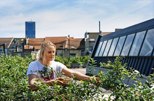 Hochprofessionelles Urban Gardening: Auf diesem Dach wachsen Gemüse, Kräuter und etwa Heidelbeeren in großen Mengen. Foto: imago/Hans Lucas