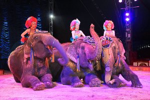 Die Elefanten des Zirkus Krone sind das Aushängeschild für das Unternehmen. Wenn sie nicht in der Manege stehen, sind sie in großen Zelten untergebracht und werden in extra großen Anhängern von Standort zu Standort gefahren. Foto: Falke