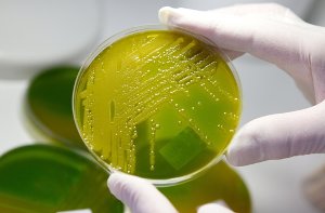 Der Grund, warum multiresistente Keime  in Krankenhäusern besonders gut gedeihen: Dort durchlaufen die Bakterien aufgrund der Verwendung von Antibiotika und Desinfektionsmitteln eine Art Überlebenstraining. Foto: dpa-Zentralbild