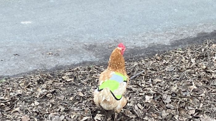 Hühner in Warnwesten auf Landstraße unterwegs