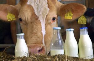 Eine Kuh schaut in einem Stall im bayerischen Ipthausen hinter Milchflaschen hervor: An diesem Dienstag läuft die EU-Milchquotenregelung aus Foto: dpa