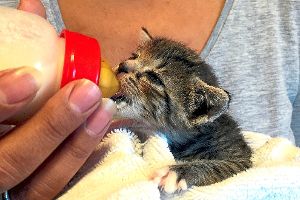 Auch für Katzen sucht der Tierschutzverein immer wieder Pflegestellen. Foto: Tierschutzverein Foto: Schwarzwälder-Bote