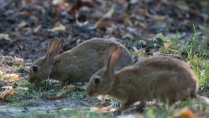 Halter findet Kaninchen tot in Garten