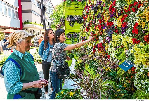 Hobbygärtner finden am Wochenende in der Nagolder Innenstadt eine große Auswahl an Pflanzen und vieles mehr.  Foto: Fritsch